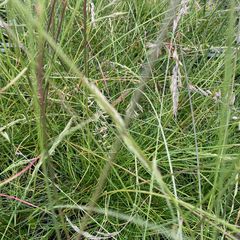 Festuca glauca 'Sunrise'