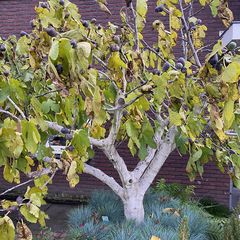 Vijgenboom - Ficus carica ‘Little Miss Figgy’