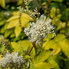 Moerasspirea - Filipendula ulmaria 'Aurea' in bloei