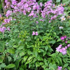 Flox - Phlox 'Lilac Time'