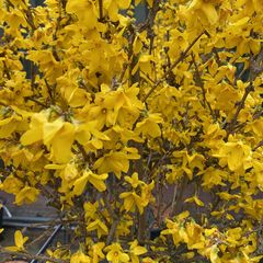 Chinees klokje op stam - Forsythia x intermedia 'Courtalyn'