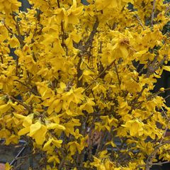 Gele bloei Chinees klokje - Forsythia x intermedia 'Courtalyn'