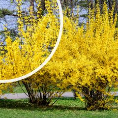 Chinees klokje Forsythia x intermedia 'Spectabilis' met detail