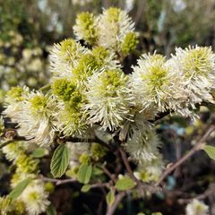 Lamperpoetserstruik - Fothergilla major in bloei