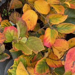 Herfstblad Fothergilla major