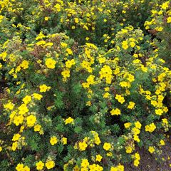 Ganzerik - Potentilla fragiformis