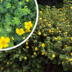 Ganzerik - Potentilla fruticosa bloei