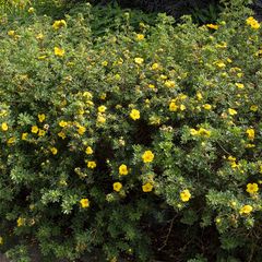 Heester Ganzerik - Potentilla fruticosa