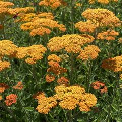 Bloei Geel duizendblad - Achillea filemdupila