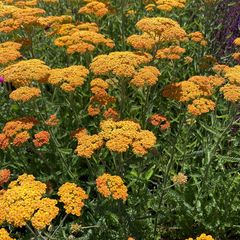 Geel duizendblad - Achillea filemdupila