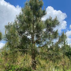 Gele den - Pinus ponderosa