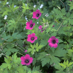 Ooievaarsbek - Geranium 'Anne Thomson'