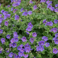 Ooievaarsbek - Geranium himalayense in bloei