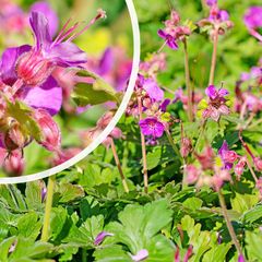 Bloei Geranium x cantabrigiense 'Cambridge'