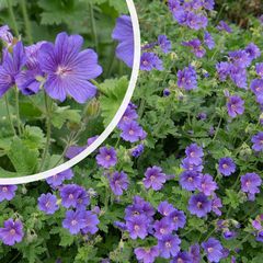 Ooievaarsbek - Geranium himalayense