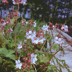 Ooievaarsbek - Geranium macrorrhizum 'Spessart'