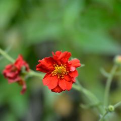 Geum chiloense 'Mrs Bradshaw rood bloeiende plant