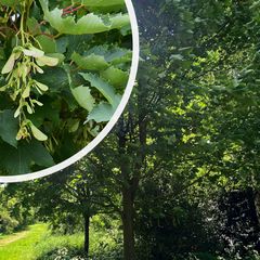 Gewone Esdoorn - Acer pseudoplatanus