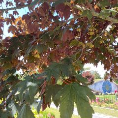 Blad Gewone Esdoorn - Acer pseudoplatanus 'Atropurpureum'