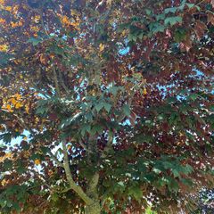 Bergahorn - Acer pseudoplatanus 'Atropurpureum