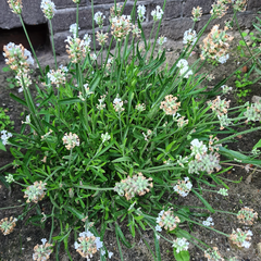 Lavendel - Lavandula bloeiwijze