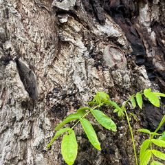 Detail Gewone vleugelnoot - Pterocarya fraxinifolia