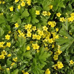 Goudaardbei-Waldsteinia-geoides-gele-aardbei.jpg