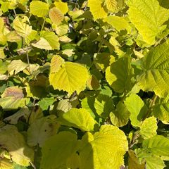 Goudhazelaar - Corylus avellana 'Aurea'