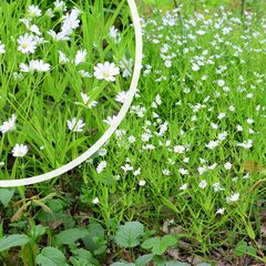 Grasmuur - Stellaria graminea