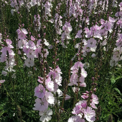 Griekse malva - Sidalcea 'Elsie Heugh' bloemen