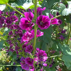 Bloemen Groot kaasjeskruid - Malva sylvestris