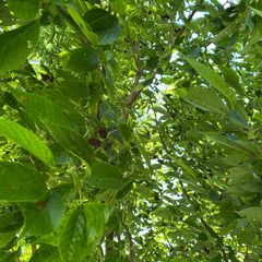 Blad Grootbladige els - Alnus spaethii 'Spaeth'