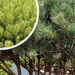 Grove den - Pinus sylvestris 'Watereri'