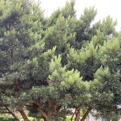 Grove den - Pinus sylvestris