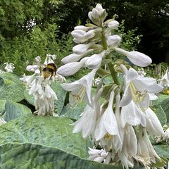 Funkia of Hartlelie - Hosta sieboldiana 