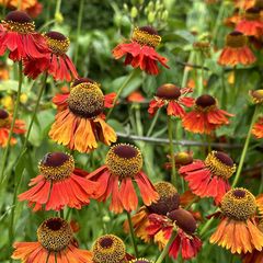 Rot-orange blühende Sonnenblume - Helenium 'Moerheim Beauty'