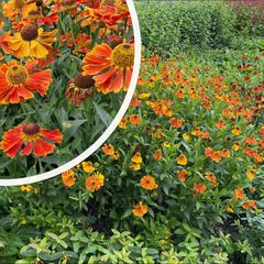 Blühende Sonnenblume - Helenium 'Moerheim Beauty'