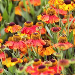 Zonnekruid - Helenium 'Sahin's Early Flowerer'