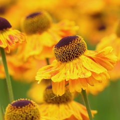 Zonnekruid - Helenium 'Wyndley'