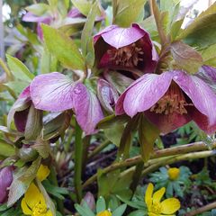 Nieskruid - Helleborus purpurascens