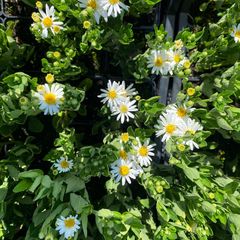 Herfstaster - Aster ageratoides 'Starshine'