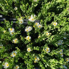 Bloeiende Herfstaster - Aster ageratoides 'Starshine'