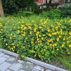 Hertshooi - Hypericum 'Hidcote'