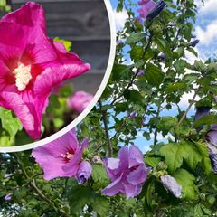 Hibiscus syriacus 'Woodbridge' - Blühend
