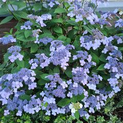 Hortensia schermvorm bloeiwijze tuinplanten yarinde