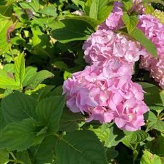 Hortensia - Hydrangea macrophylla 'Sainte Claire'