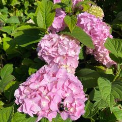 Bloei Hortensia - Hydrangea macrophylla 'Sainte Claire'