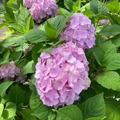 Bolhortensia - Hydrangea macrophylla 'Sainte Claire'