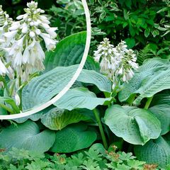 Hartlelie - Hosta 'Blue Angel' in bloei