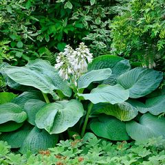 Hartlelie - Hosta 'Blue Angel' groot blad